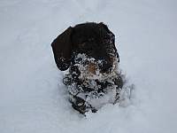 Huch! Ein Schwarzwälder-Schneedackel.